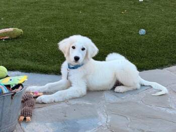 Goose -  Great Pyrenees Dog for Adoption in Fairfax, Virginia - Goose | PetCurious