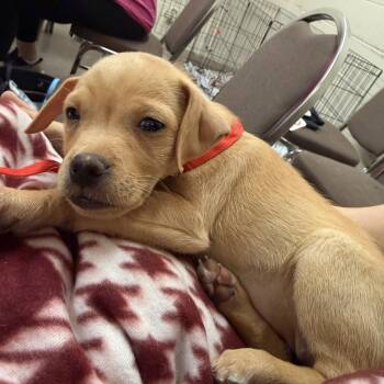 Chihuahua Dogs Available for Adoption in Copiague, New York - Jellybean | PetCurious