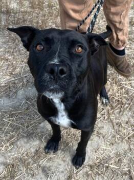 Lucy Wonderful Adult Girl Loving Companion -  American Bully Dog for Adoption in Charlottesville, Virginia - Lucy Wonderful Adult Girl Loving Companion | PetCurious