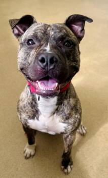 LINKS -  Pit Bull Terrier Dog for Adoption in Derwood, Maryland - LINKS | PetCurious