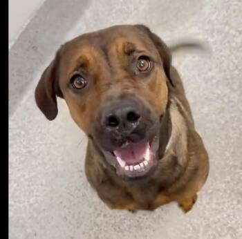 Ivy -  Labrador Retriever and Redbone Coonhound Dog for Adoption in Houston, Texas - Ivy | PetCurious