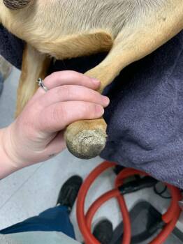 Skip -  Shepherd Dog for Adoption in Bothell, Washington - Skip | PetCurious