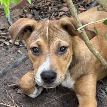 Cooper -  Terrier and Mixed Breed Dog for Adoption in Marshall, Texas - Cooper | PetCurious