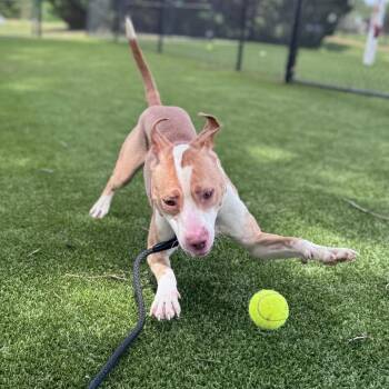 Mixed Breed Dogs Available for Adoption in Winston-salem, North Carolina - Yoyo | PetCurious