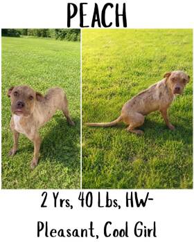 Peach -  Catahoula Leopard Dog and Mountain Cur Dog for Adoption in Albany, Georgia - Peach | PetCurious