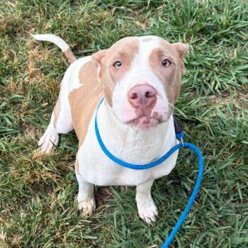 Wednesday -  Pit Bull Terrier and Mixed Breed Dog for Adoption in Concord, North Carolina - Wednesday | PetCurious