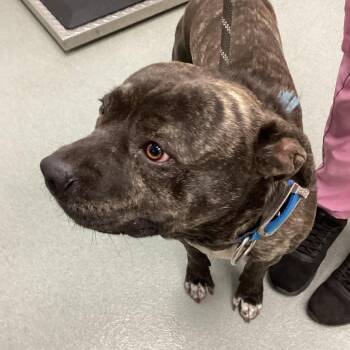 English Bulldog and Mixed Breed Dogs Available for Adoption - Fat Boy | PetCurious