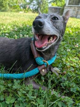 Tigger -  Chihuahua Dog for Adoption in Mechanicsburg, Pennsylvania - Tigger | PetCurious
