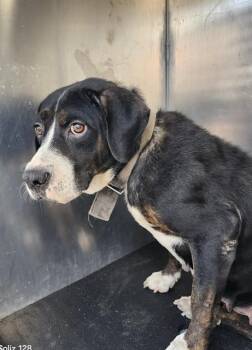CELLIE -  American Staffordshire Terrier Dog for Adoption in San Antonio, Texas - CELLIE | PetCurious