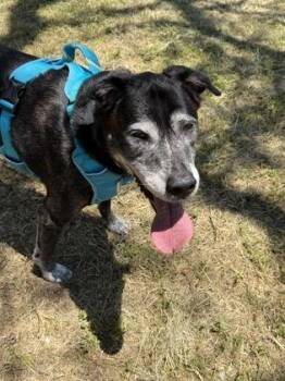 Labrador Retriever and Mixed Breed Dogs Available for Adoption in Honolulu, Hawaii - Pegasus | PetCurious