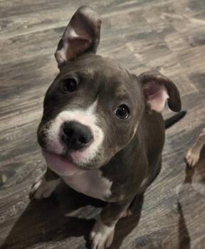 Pit Bull Terrier Dogs Available for Adoption - KoKo | PetCurious
