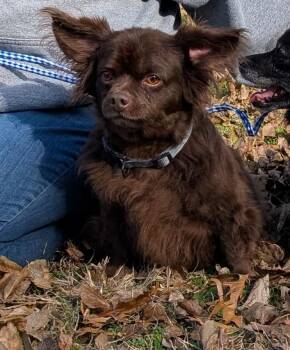 Rescue Chiweenie Dogs for Adoption in Parsons, Kansas - Ollie | PetCurious