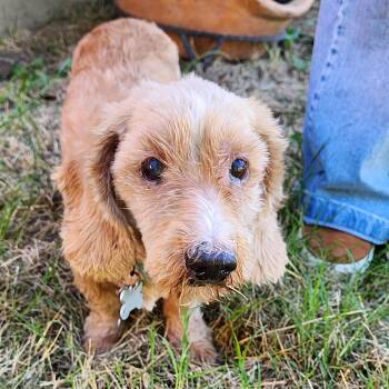Rescue Dachshund Dogs for Adoption in Lewisville, Texas - Schnitzel | PetCurious