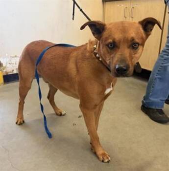 Pit Bull Terrier and Mixed Breed Dogs Available for Adoption - ASTRO | PetCurious