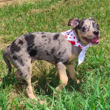 Roxy D70581 -  Pit Bull Terrier and French Bulldog Dog for Adoption in Minnetonka, Minnesota - Roxy D70581 | PetCurious