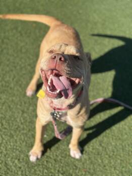 Twiggy -  Pit Bull Terrier Dog for Adoption in Cleveland, Ohio - Twiggy | PetCurious