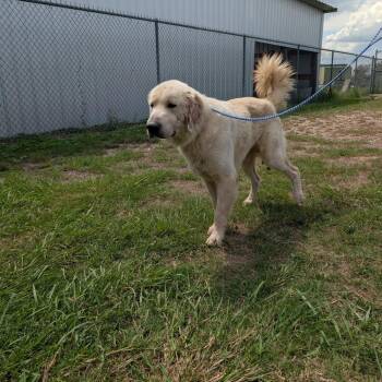 Milo -  Great Pyrenees Dog for Adoption in Austin, Texas - Milo | PetCurious