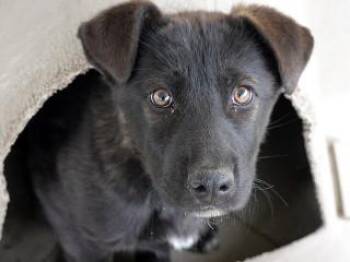 Australian Cattle Dog Blue Heeler and Dutch Shepherd Dogs Available for Adoption in Butte, Montana - Gracie | PetCurious