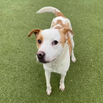 Mixed Breed Dogs Available for Adoption - Biscuit | PetCurious