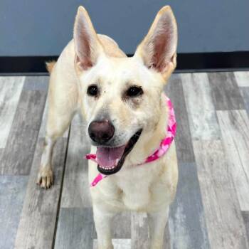 LUNA GS -  German Shepherd Dog Dog for Adoption in Lucas, Texas - LUNA GS | PetCurious
