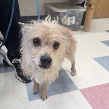 Terrier Dogs Available for Adoption in Tawas City, Michigan - Mops 26-107 | PetCurious