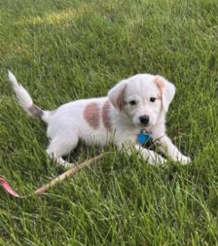 Dolly -  Australian Shepherd Dog for Adoption in Plainfield, Illinois - Dolly | PetCurious