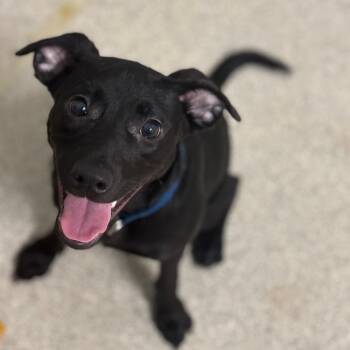 Pit Bull Terrier Dogs Available for Adoption - Remmington- Blue Collar | PetCurious