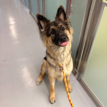 Nala -  Mixed Breed Dog for Adoption in Spokane, Washington - Nala | PetCurious