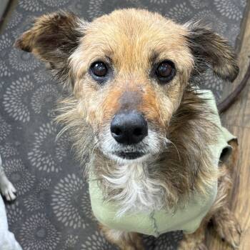 Rescue Mixed Breed Dogs for Adoption in Buffalo, Minnesota - Edith | PetCurious