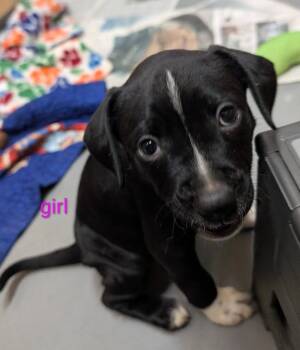 Helen -  Mixed Breed Dog for Adoption in Warren, Michigan - Helen | PetCurious