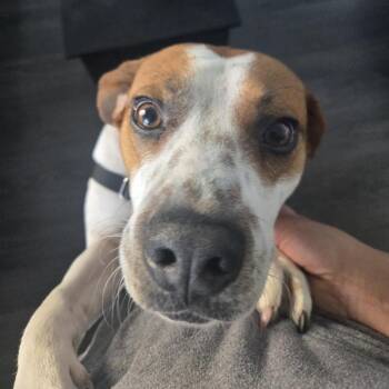 Mixed Breed Dogs Available for Adoption in Falls Church, Virginia - Frank | PetCurious