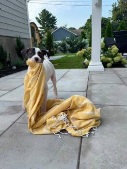 Wilson -  Retriever Dog for Adoption in Valley Stream, New York - Wilson | PetCurious