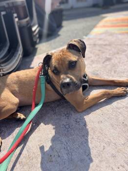 Alpha -  Mixed Breed Dog for Adoption in Ellicott City, Maryland - Alpha | PetCurious