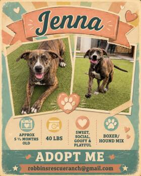 Hound and Boxer Dogs Available for Adoption in Brenham, Texas - Jenna | PetCurious