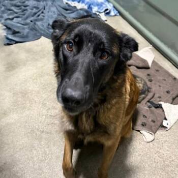 Bambina aka Scarlette 1030 -  Belgian Shepherd Malinois Dog for Adoption in Loxahatchee Groves, Florida - Bambina Aka Scarlette 1030 | PetCurious