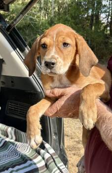 Akeelah -  Mixed Breed and Hound Dog for Adoption in Toms River, New Jersey - Akeelah | PetCurious