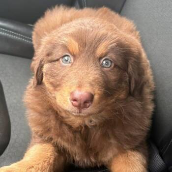 German Shepherd Dog and Labrador Retriever Dogs Available for Adoption in Brockport, New York - Heidi | PetCurious