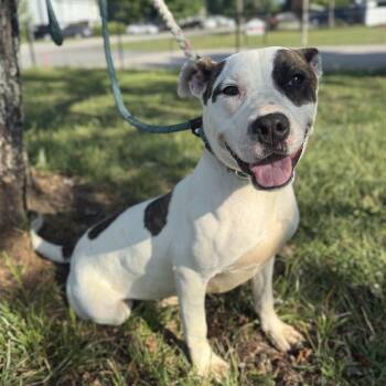 Pit Bull Terrier Dogs Available for Adoption in Columbia, South Carolina -  Congaree | PetCurious