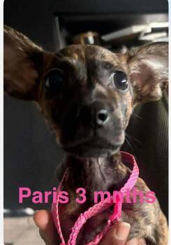 Chihuahua and Shih Tzu Dogs Available for Adoption in Valley Stream, New York - Paris | PetCurious
