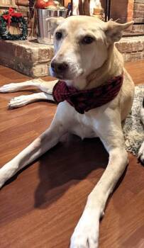 Labrador Retriever and Carolina Dog Dogs Available for Adoption - Luna (CP) | PetCurious