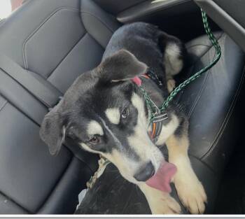 Husky Dogs Available for Adoption in Houston, Texas - Nyx | PetCurious