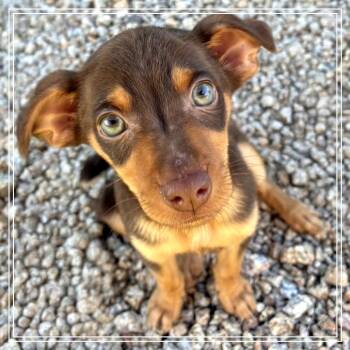 Rescue Miniature Pinscher Dogs for Adoption in Chandler, Arizona - Monty | PetCurious