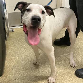 IVHS-A-142417 -  Pit Bull Terrier Dog for Adoption in San Gabriel, California - IVHS-A-142417 | PetCurious