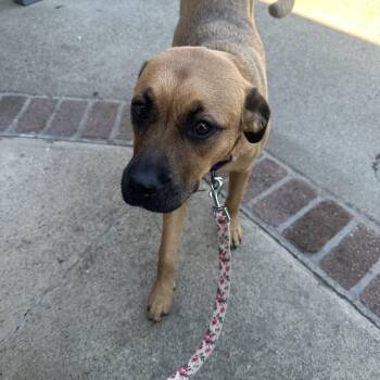 Rescue Labrador Retriever and Pug Dogs for Adoption in Yuba City, California - LIZZY | PetCurious