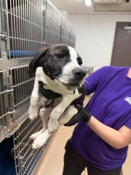 Affenpinscher Dogs Available for Adoption in Nacogdoches, Texas - Sturgeon | PetCurious