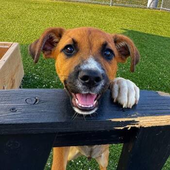 Clyde -  Shepherd and Black Labrador Retriever Dog for Adoption in Hannibal, Missouri - Clyde | PetCurious