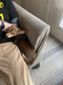 Chihuahua Dogs Available for Adoption in Gig Harbor, Washington - Dale | PetCurious
