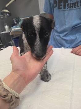 Rescue Australian Cattle Dog Blue Heeler Dogs for Adoption in Parma, Ohio - Fidget | PetCurious