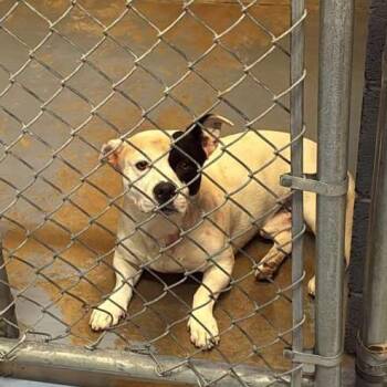 Mixed Breed Dogs Available for Adoption in Gadsden, Alabama - Raptor | PetCurious