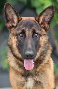 Zelda von Zeilarn -  German Shepherd Dog Dog for Adoption in Los Angeles, California - Zelda Von Zeilarn | PetCurious